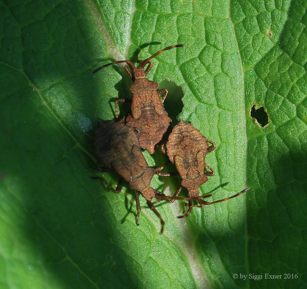 Lederwanze Coreus marginatus