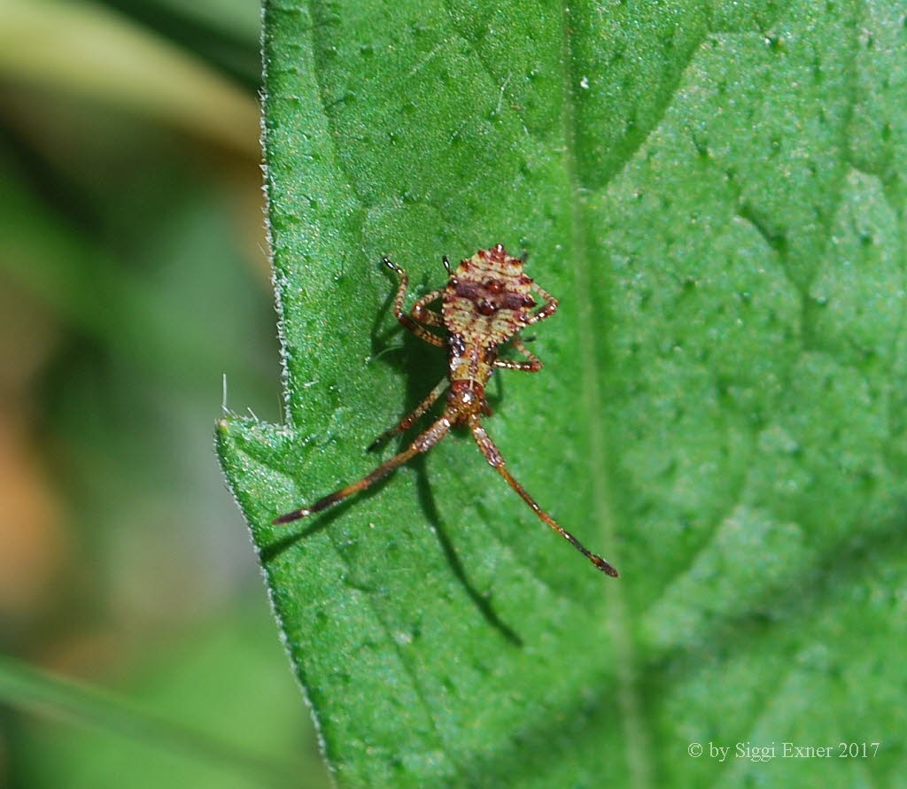 Lederwanze Coreus marginatus