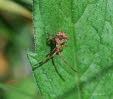 Lederwanze Coreus marginatus