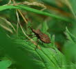 Lederwanze Coreus marginatus