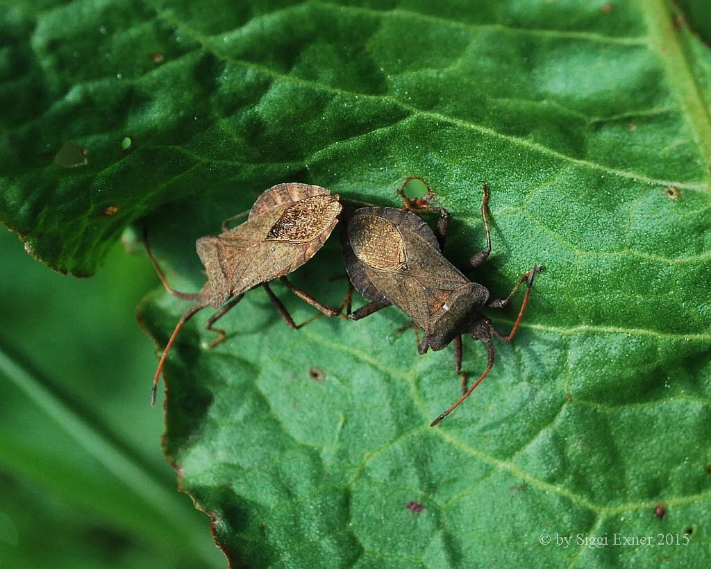 Lederwanze Coreus marginatus