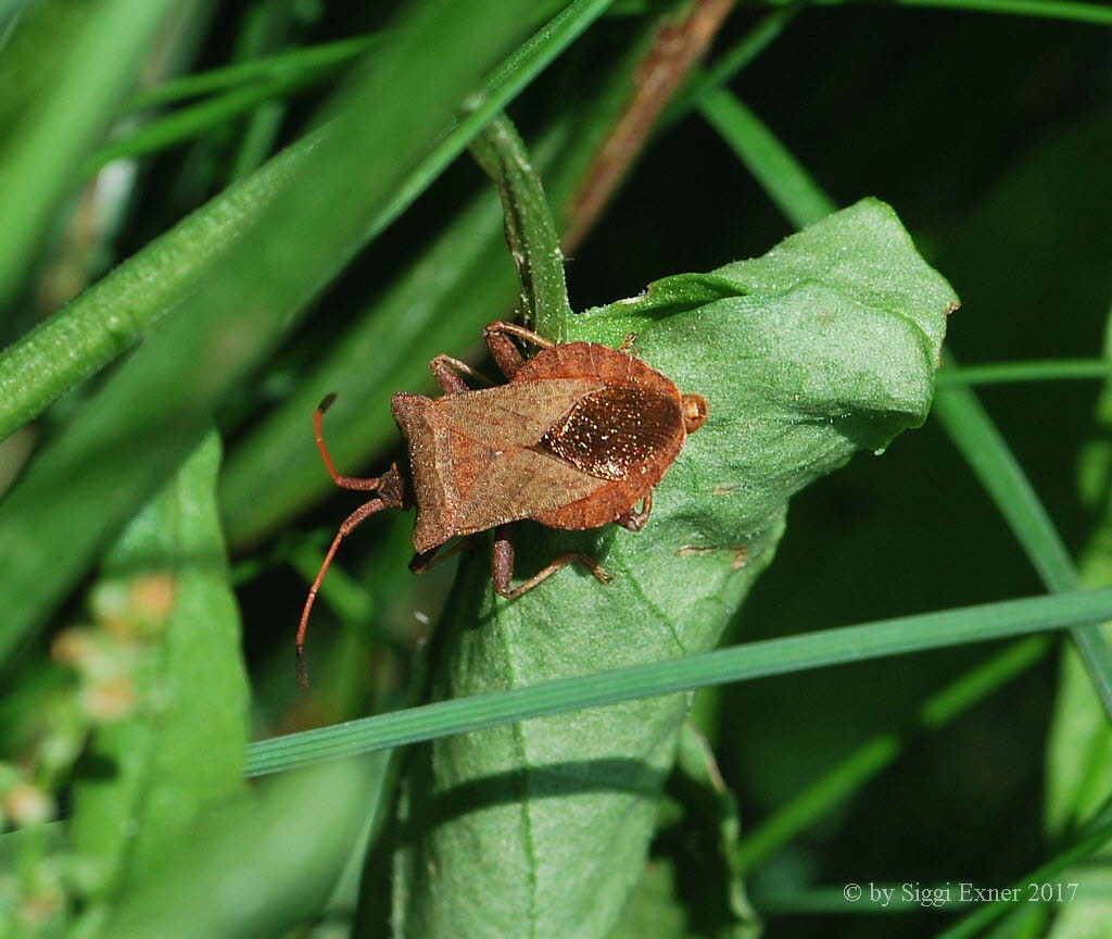 Lederwanze Coreus marginatus