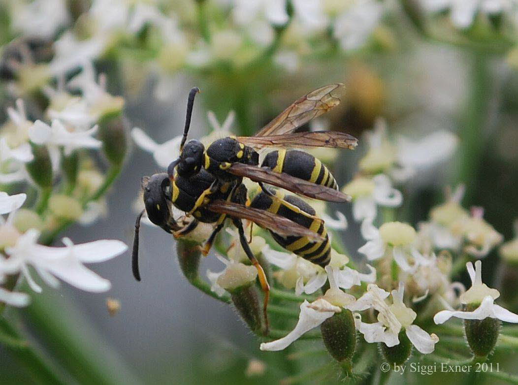 Lehmwespe_Ancistrocerus cf parietum