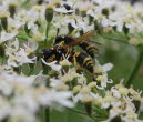 Lehmwespe_Ancistrocerus cf parietum