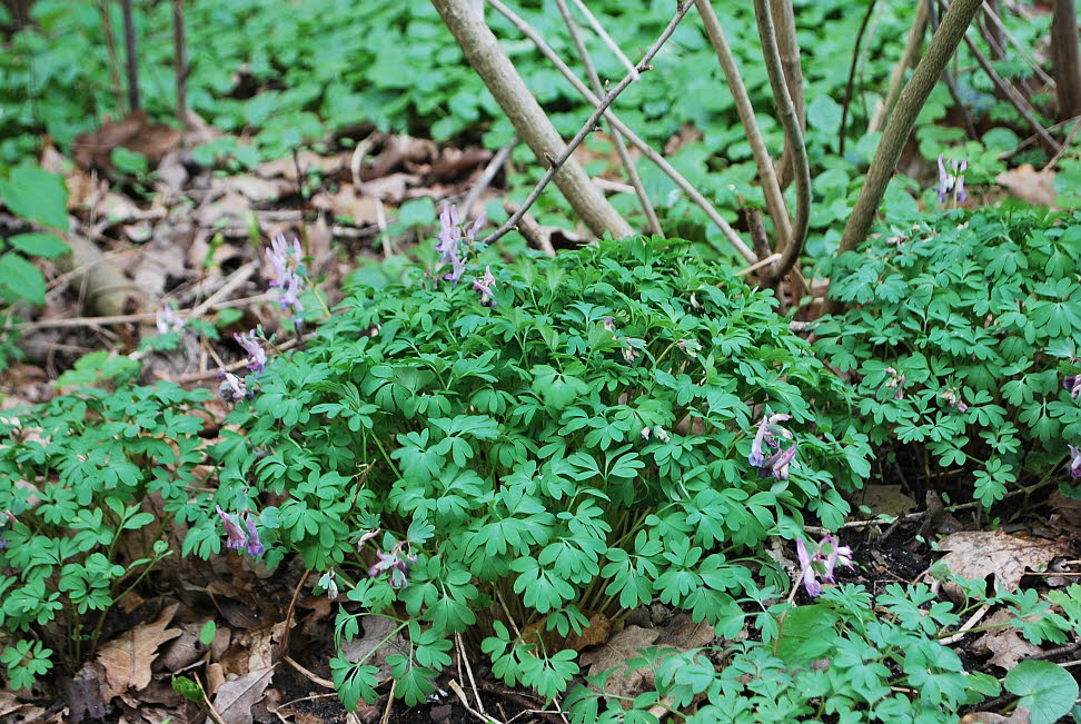 Lerchensporn, Gefingerter Corydalis slida