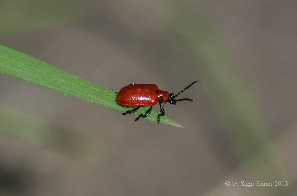 Lilioceris lilii Lilienkfer 