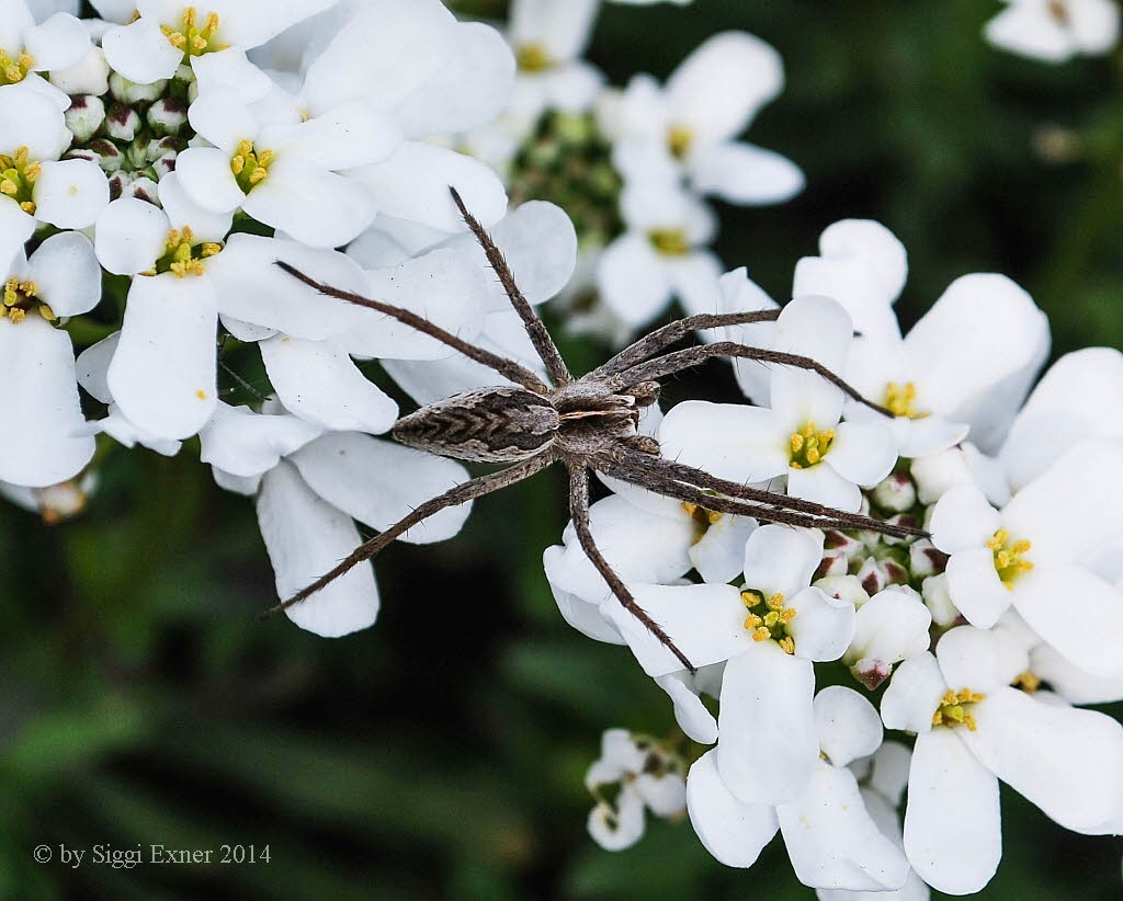 Listspinne Pisaura mirabilis