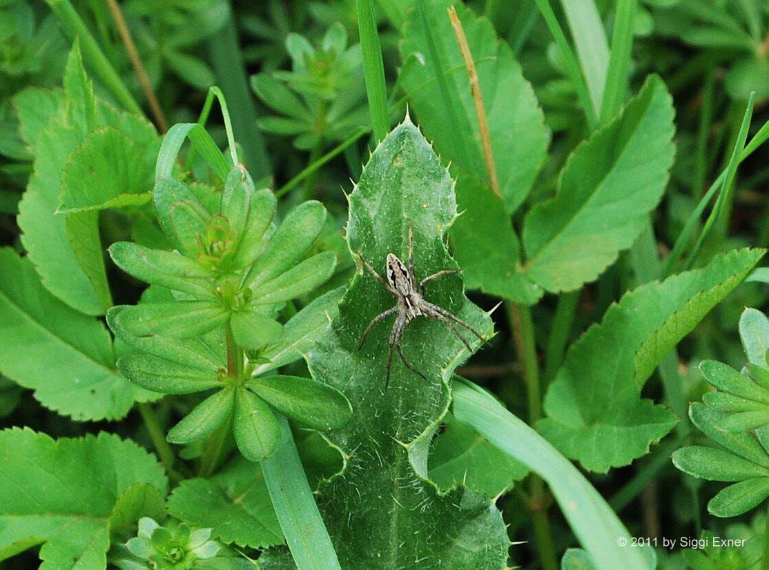 Listspinne Pisaura mirabilis