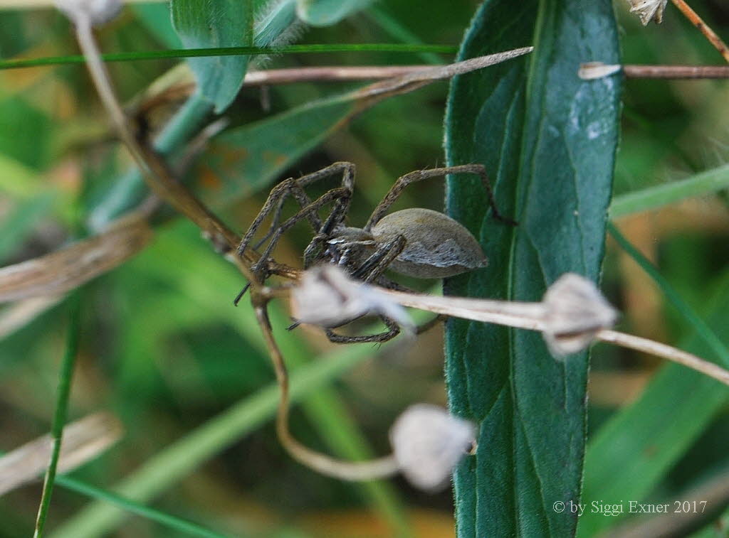 Listspinne Pisaura mirabilis