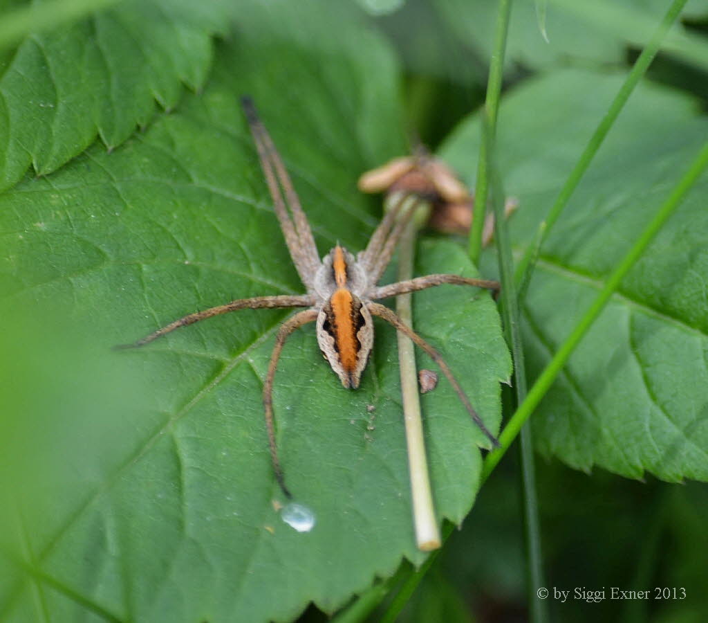 Listspinne Pisaura mirabilis