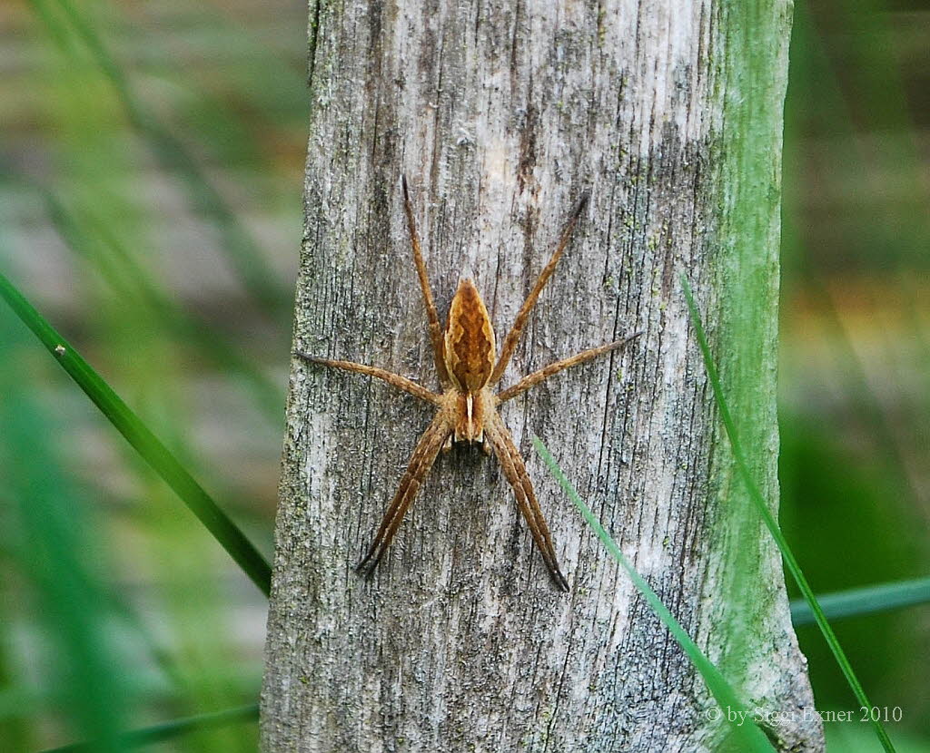 Listspinne Pisaura mirabilis