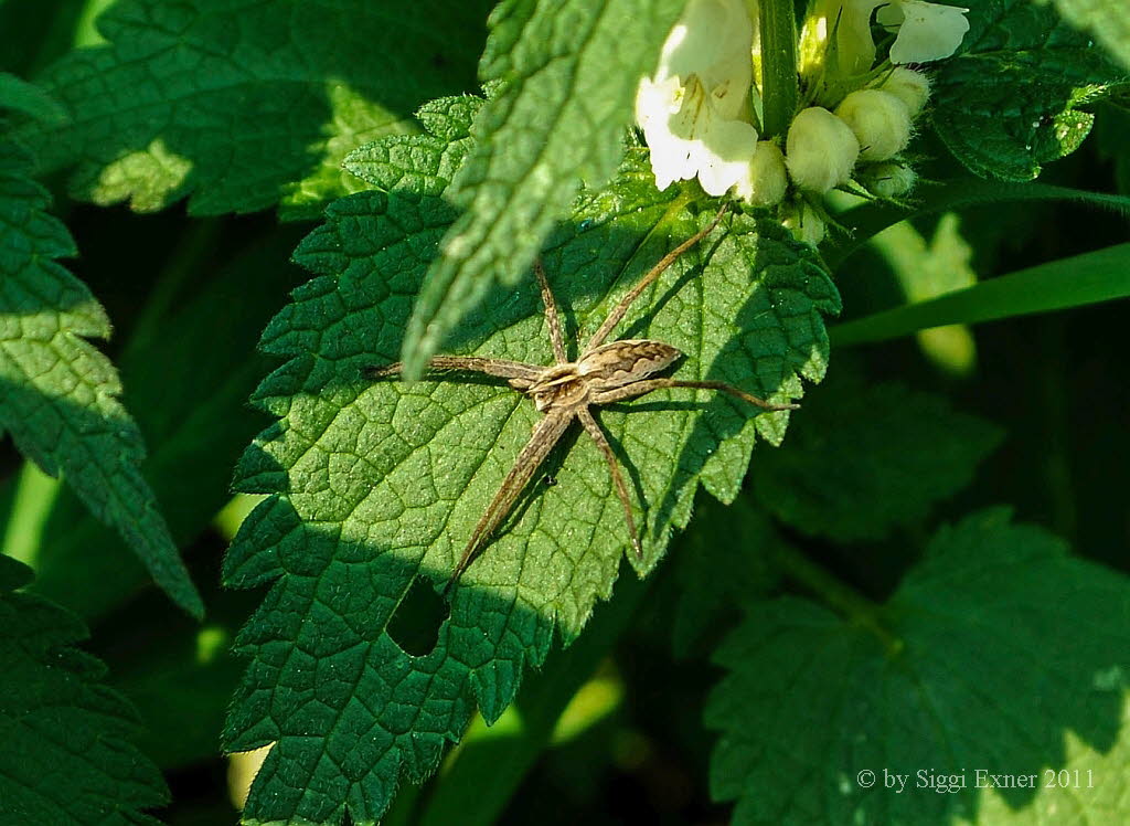 Listspinne Pisaura mirabilis