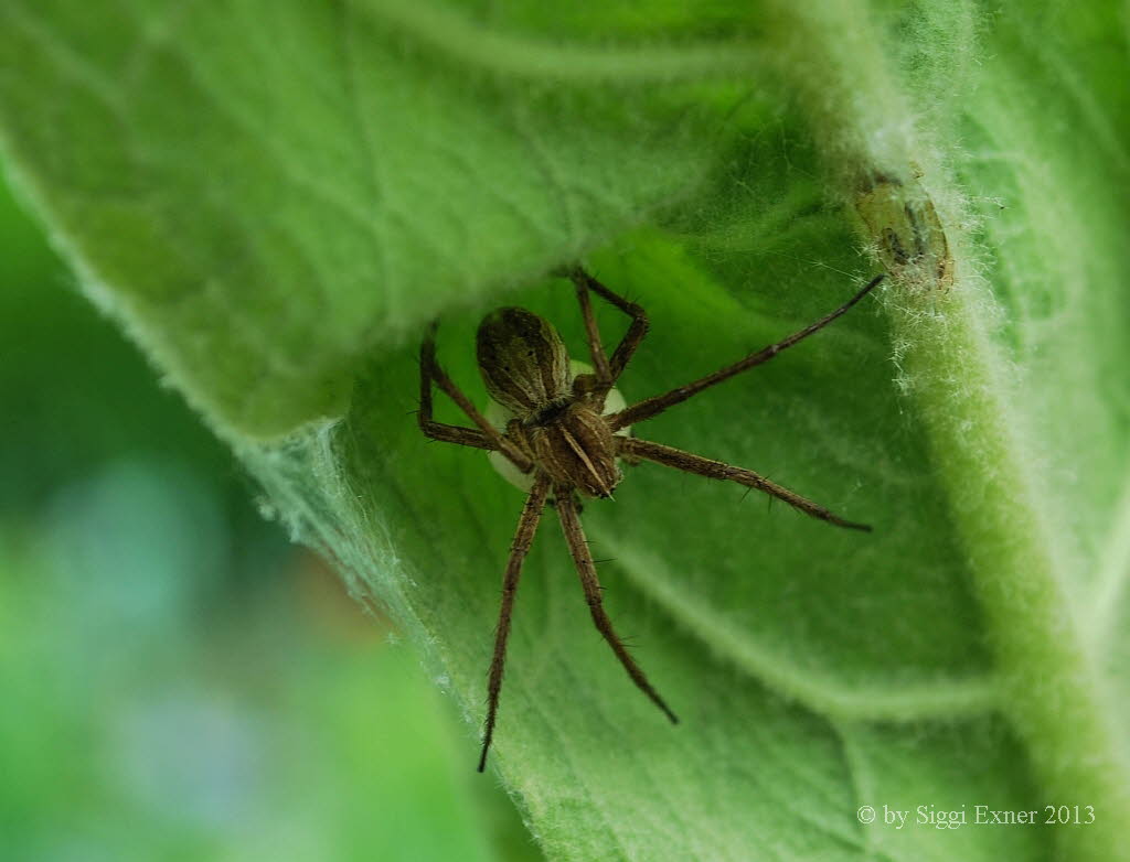 Listspinne Pisaura mirabilis