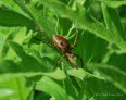 Listspinne Pisaura mirabilis