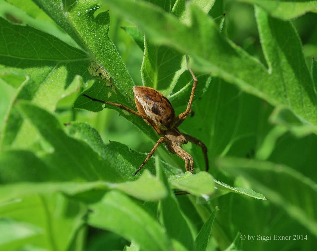 Listspinne Pisaura mirabilis