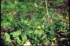 Lungenkraut, Gepflecktes Pulmonria officinalis 