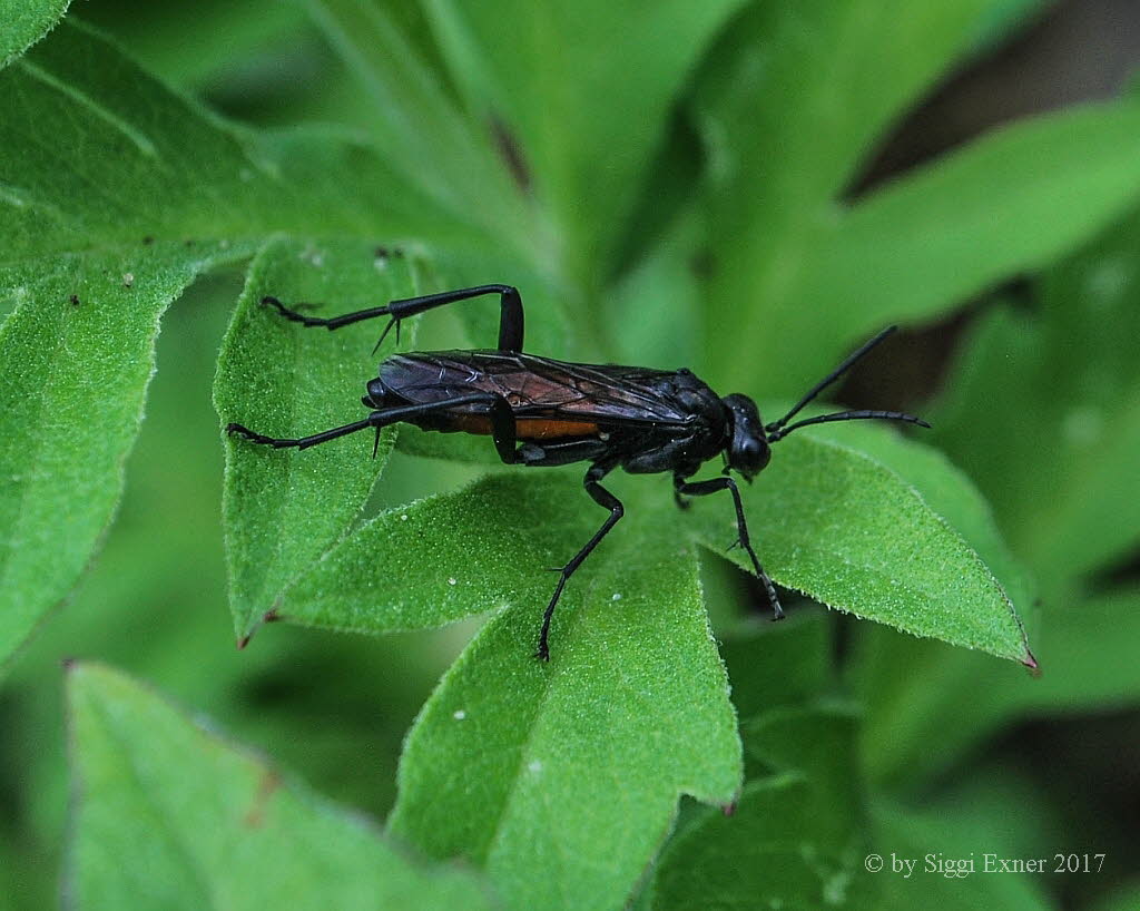 Macrophya annulata