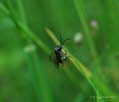 Macrophya sanguinolenta