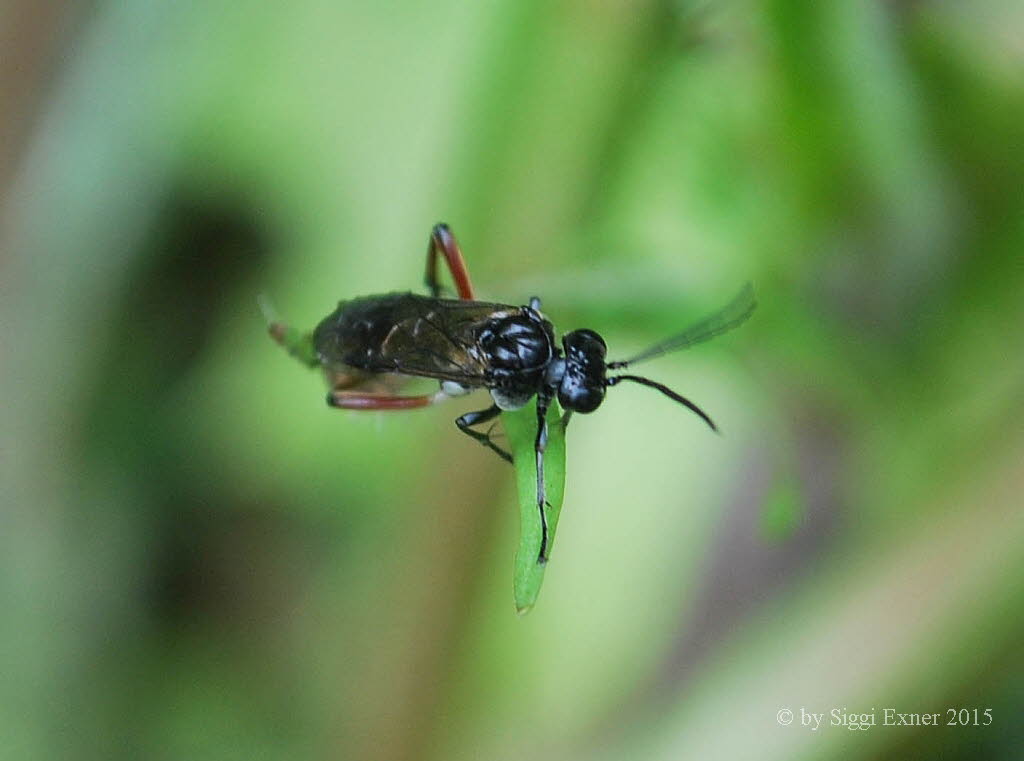 Macrophya sanguinolenta