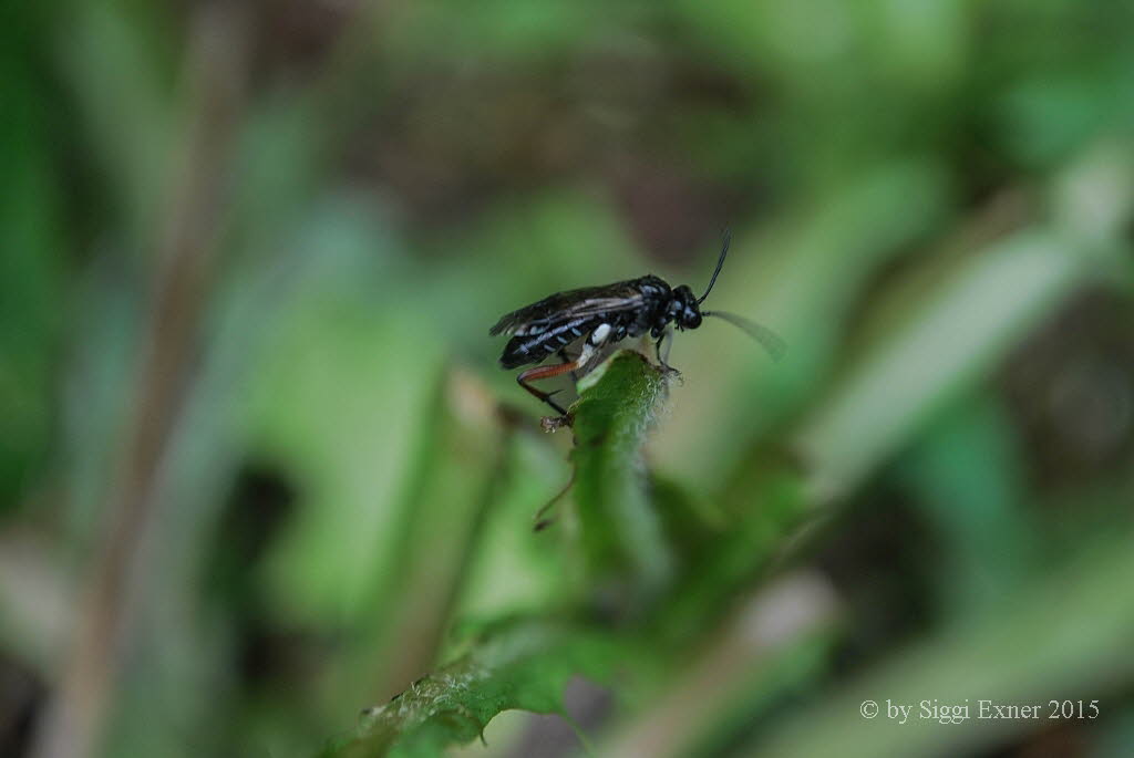 Macrophya sanguinolenta