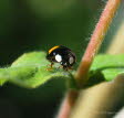 Asiatischer Marienkfer Harmonia axyridis