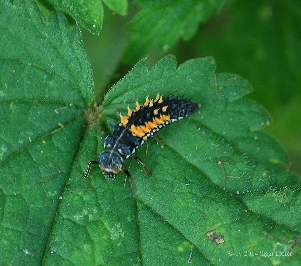 Asiatischer Marienkfer Harmonia axyridis