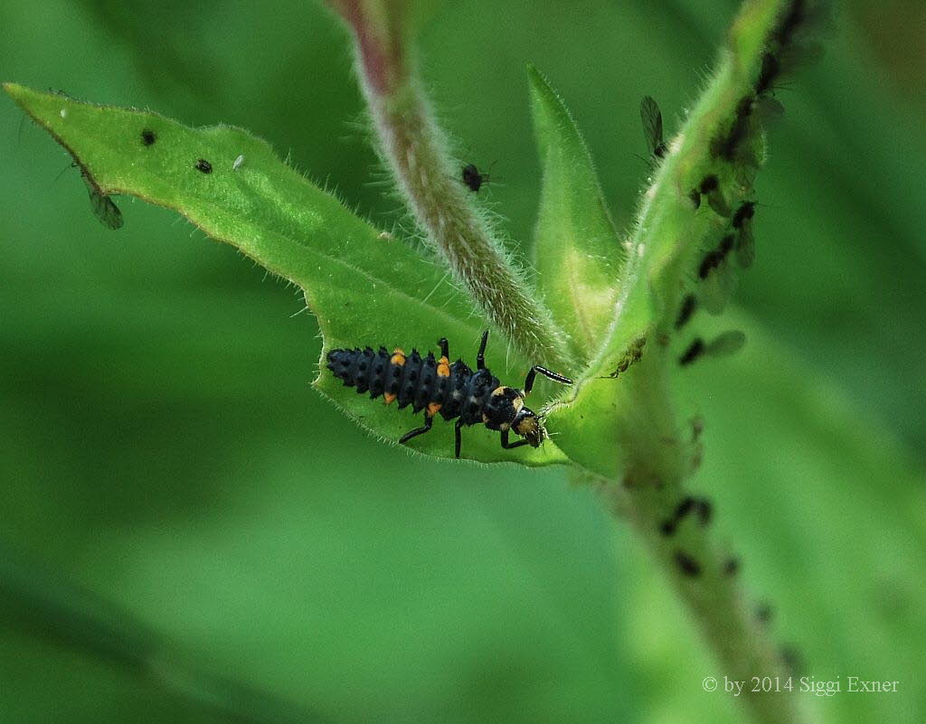 Siebenpunkt Coccinella septempunctata