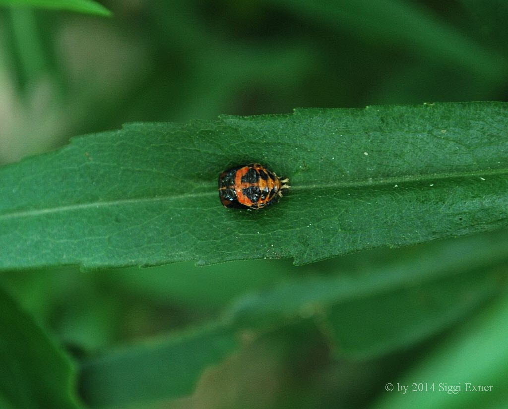 Asiatischer Marienkfer Harmonia axyridis