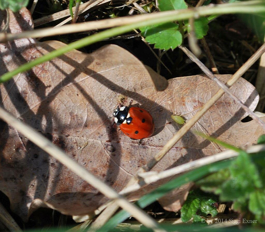 Siebenpunkt Coccinella septempunctata