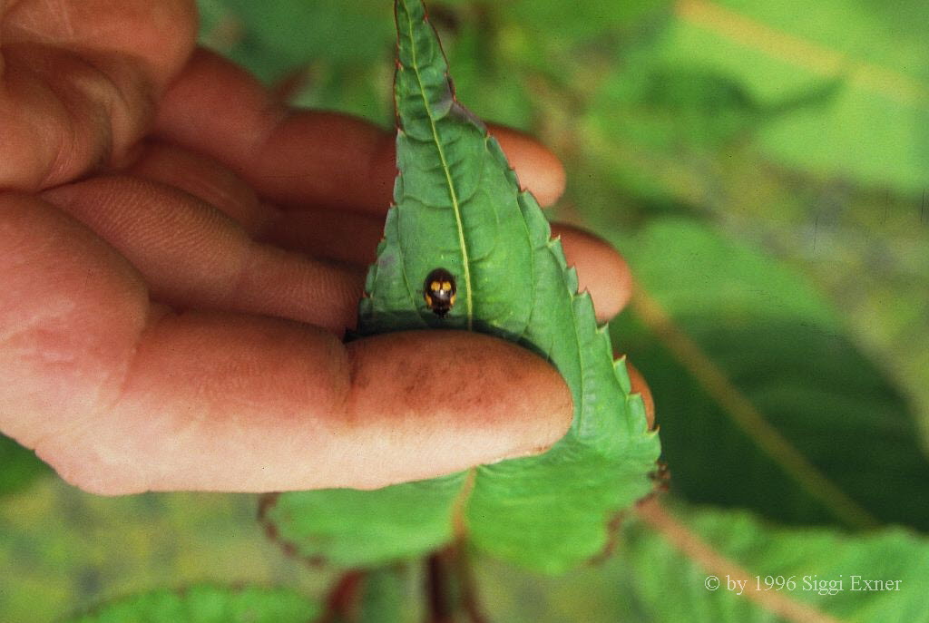 Zweipunkt-Marienkfer Adalia bipunctata