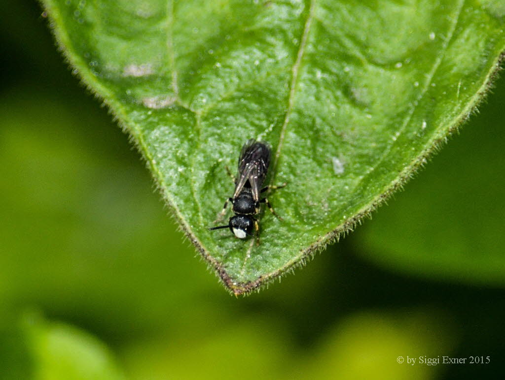 Hylaeus communis Maskenbiene