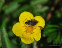 Hylaeus communis Maskenbiene