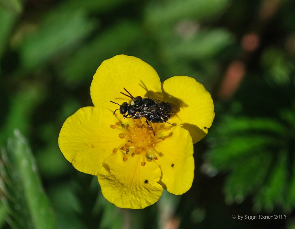 Hylaeus communis Maskenbiene