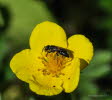 Hylaeus communis Maskenbiene