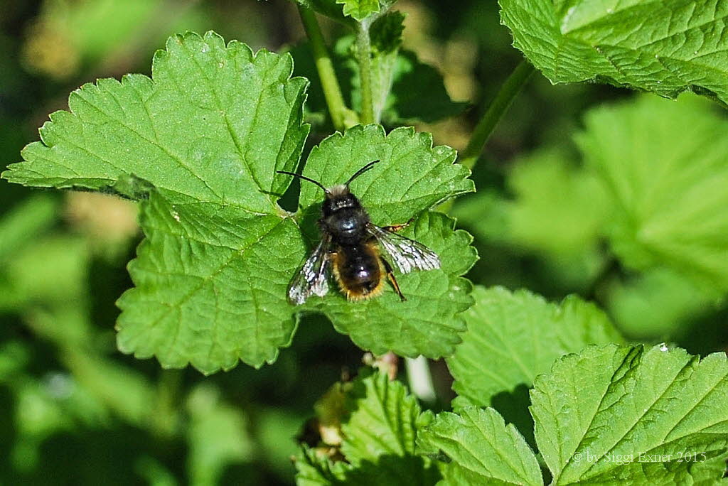 Osmia cornuta Gehrnte Mauerbiene 