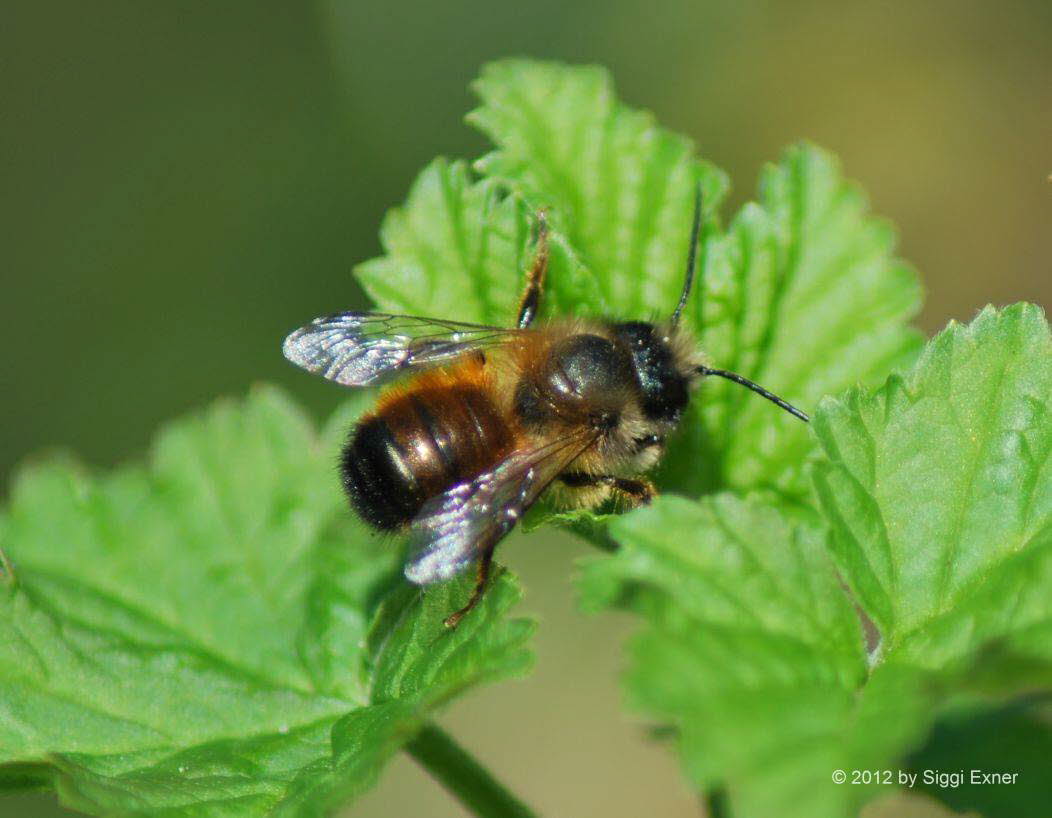 Rote Mauerbiene Osmia bicornis (rufa)