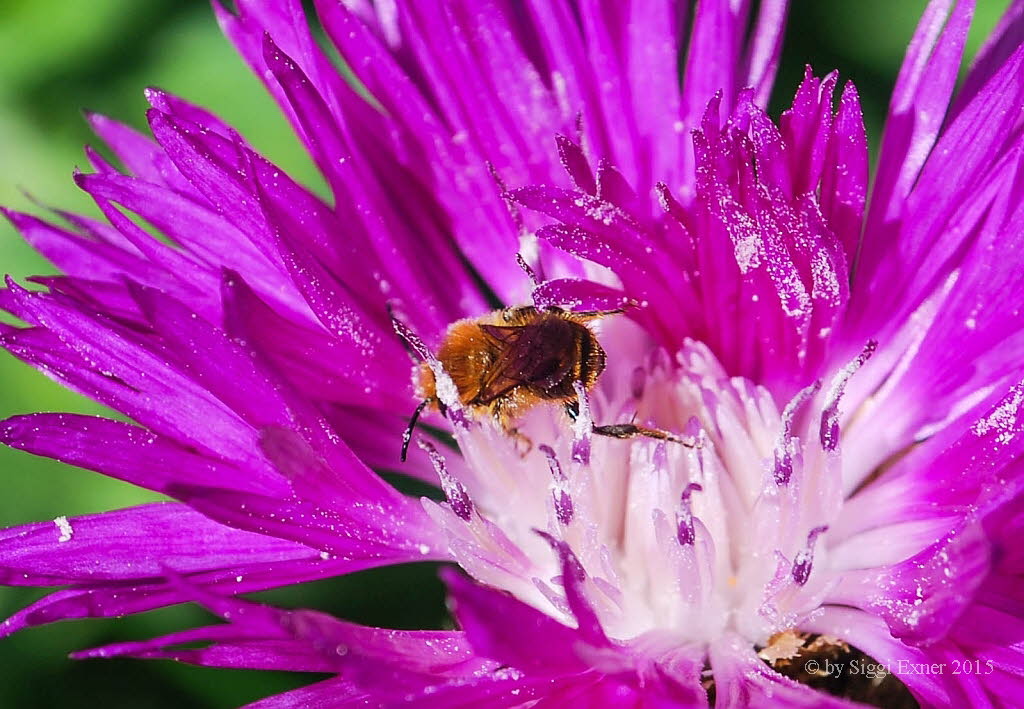 Osmia leaiana Diestel-Mauerbiene