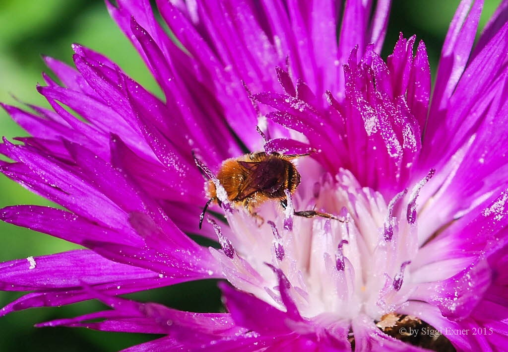 Osmia leaiana Diestel-Mauerbiene