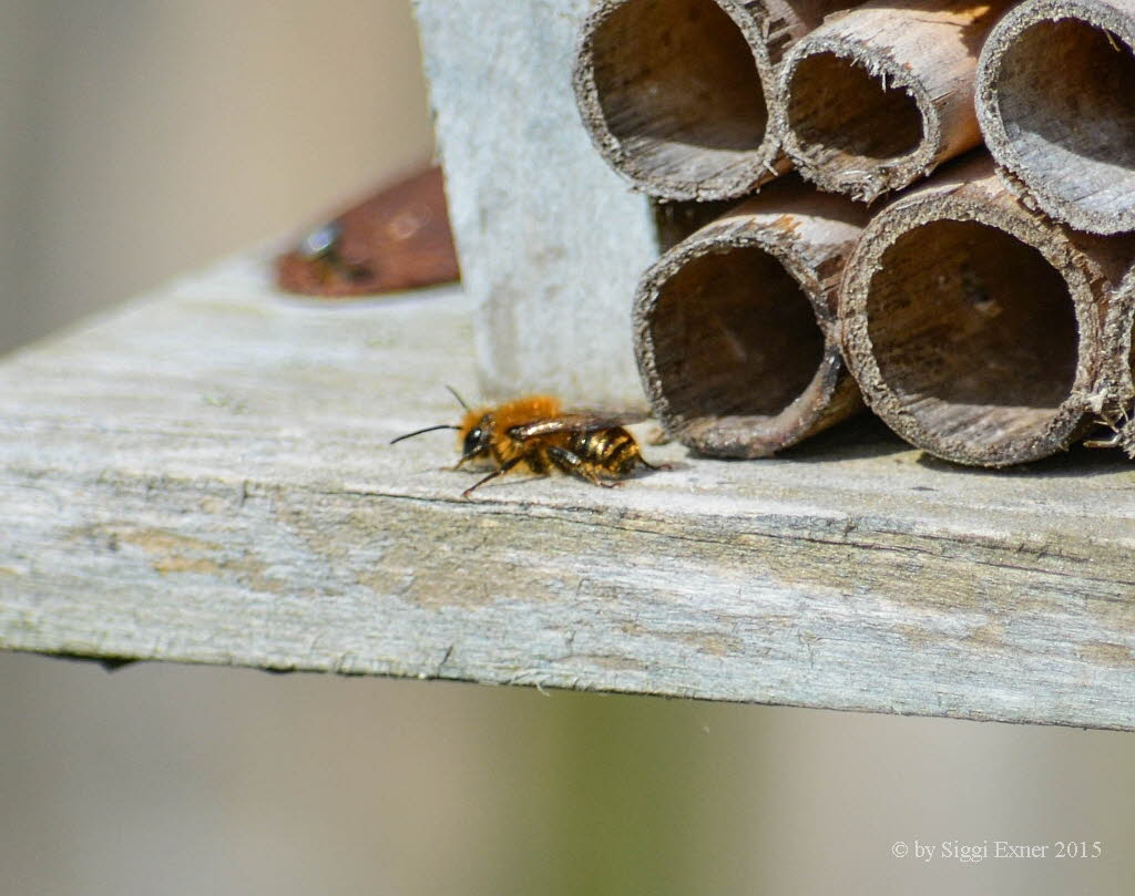 Osmia leaiana Diestel-Mauerbiene