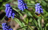 Osmia cornuta Gehrnte Mauerbiene