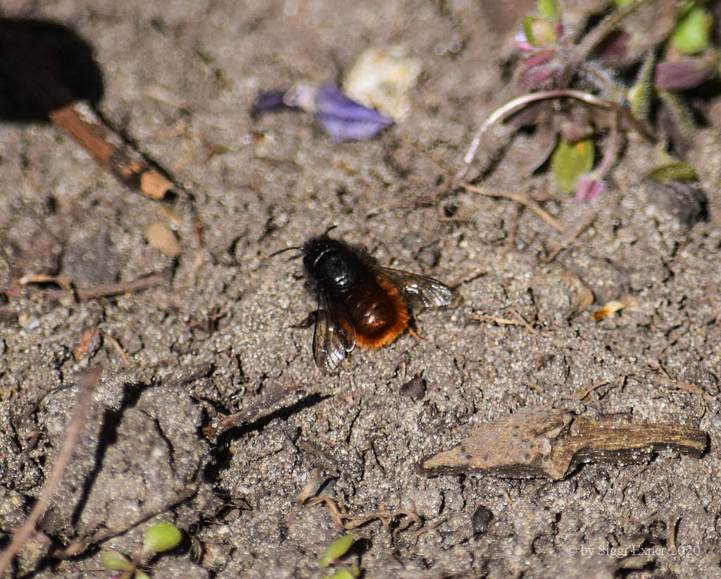 Osmia cornuta Gehrnte Mauerbiene