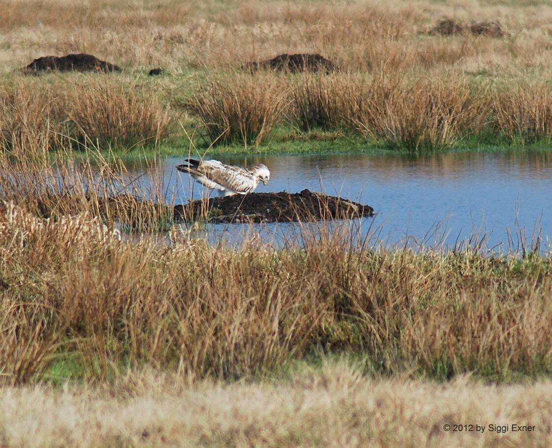 Musebussard Buteo buteo