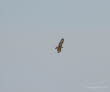 Musebussard Buteo buteo