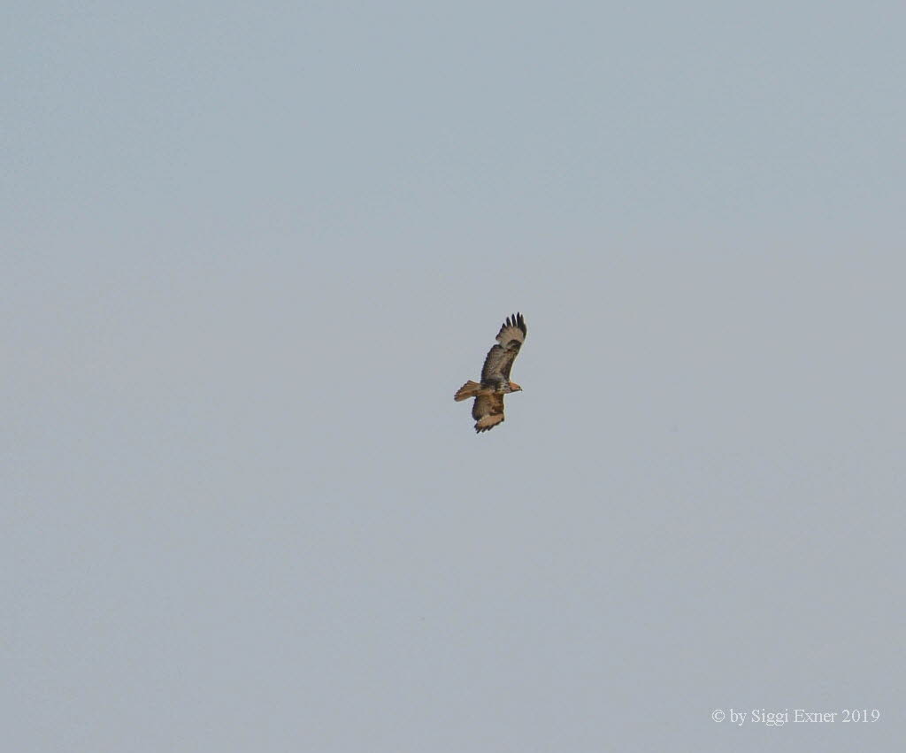 Musebussard Buteo buteo