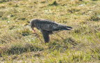 Musebussard Buteo buteo