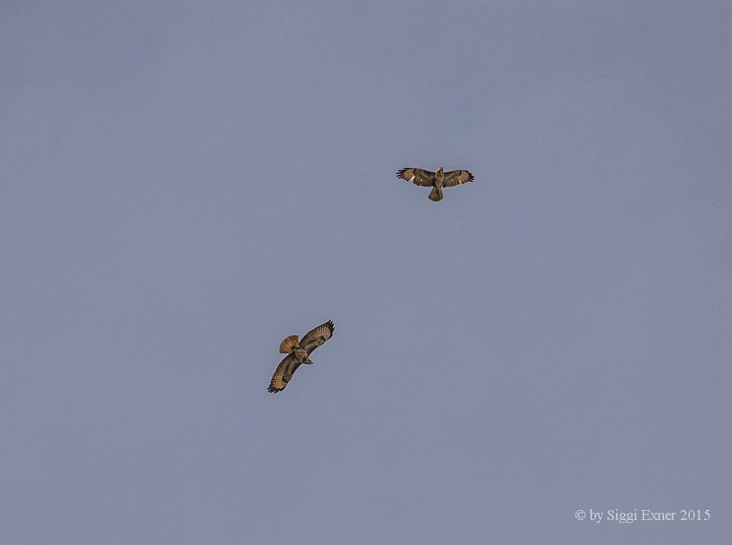 Musebussard Buteo buteo