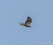 Musebussard Buteo buteo