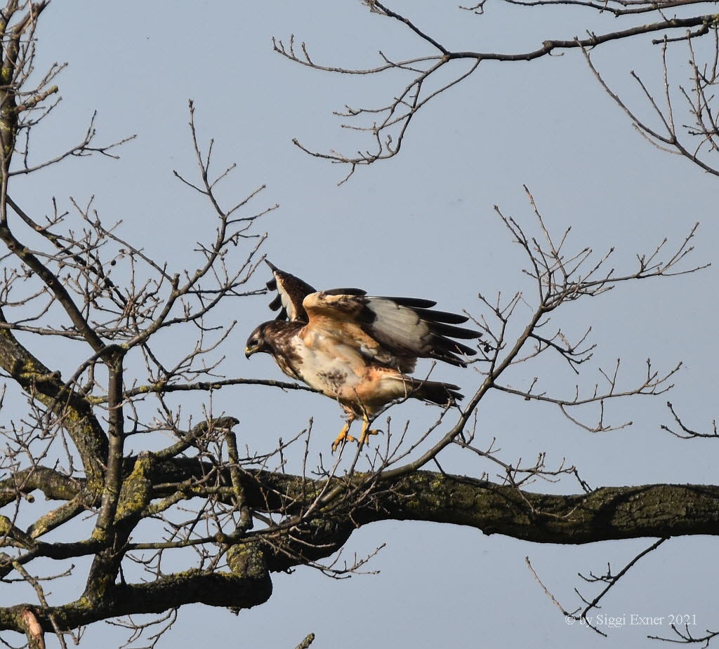 Musebussard Buteo buteo