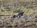 Musebussard Buteo buteo