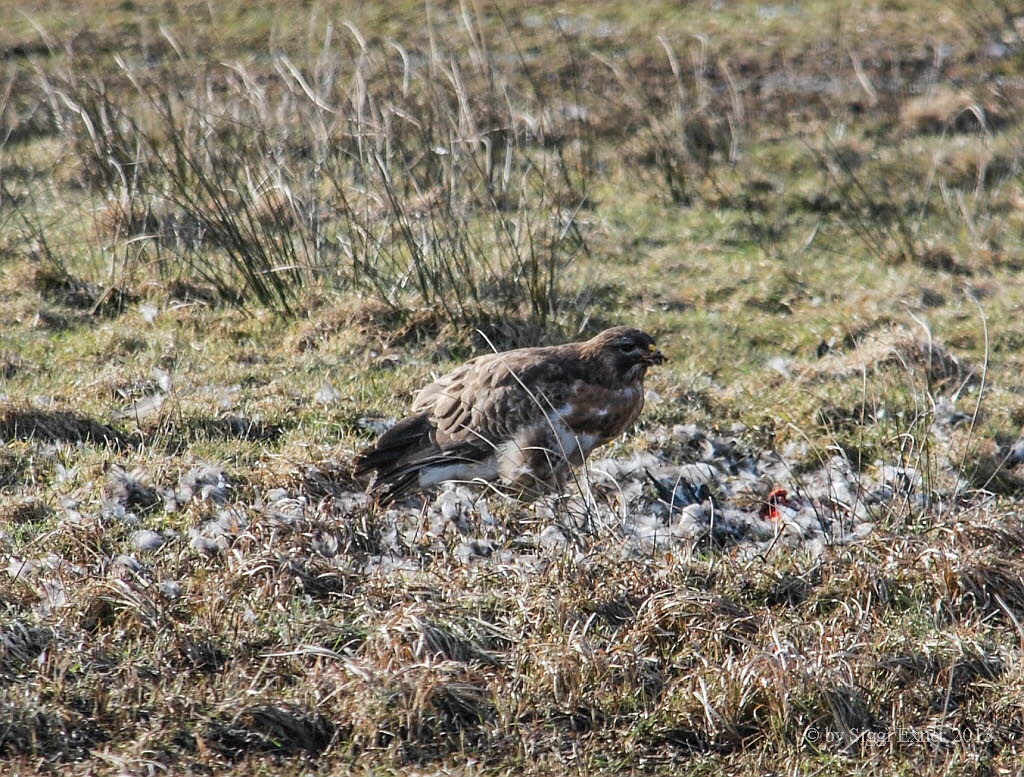 Musebussard Buteo buteo